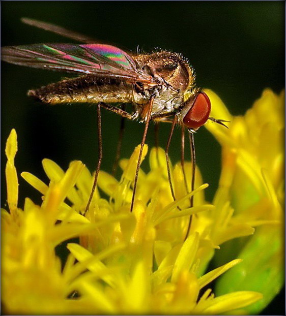 auf salodzenkae patsyagnula?