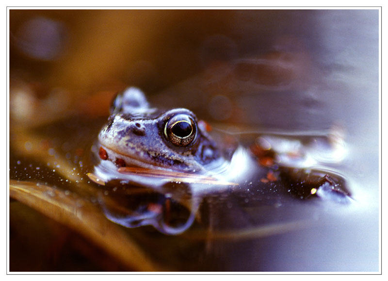 Porträt einer Prinzessin