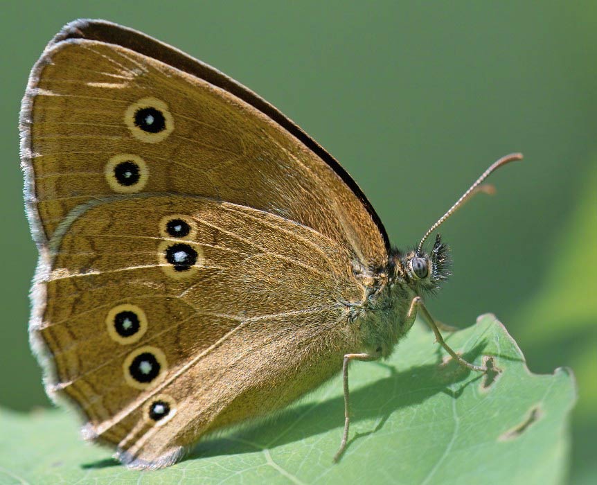 Schmetterling