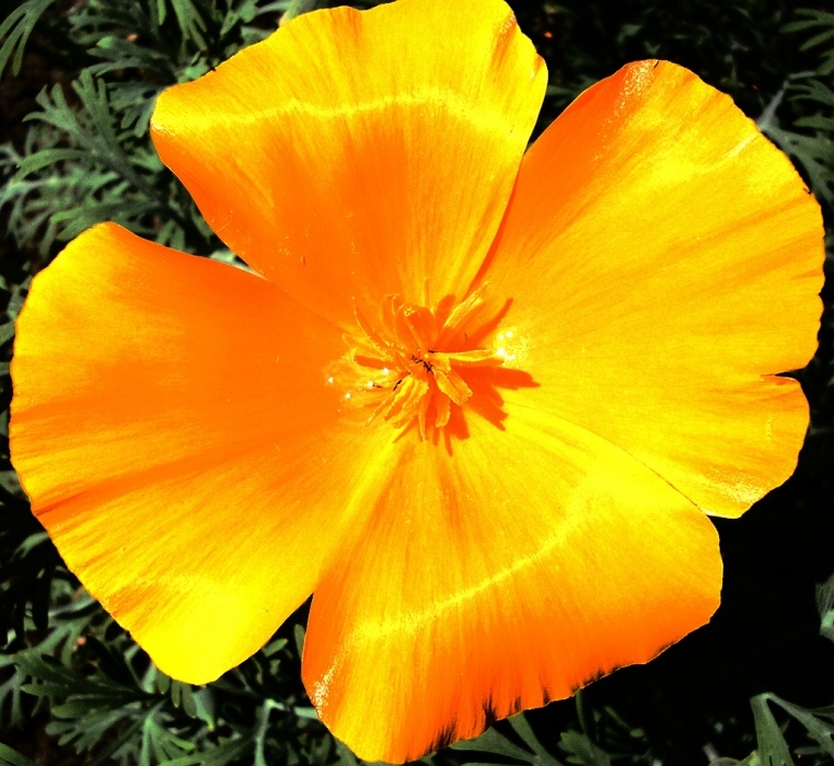 Neon Blütenblätter