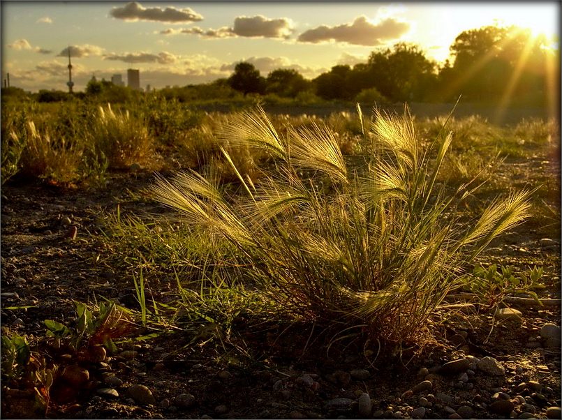 oh, Trin-Gras pustyrnaya ...