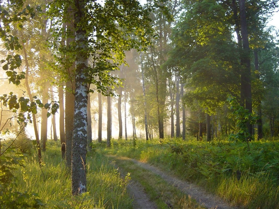 Der Ansturm des Lichts