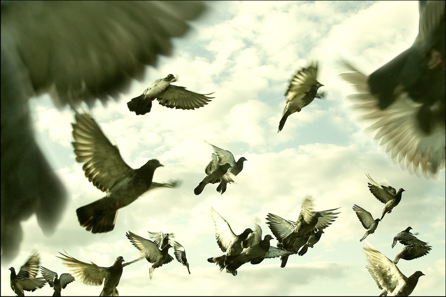 Sie fliegen auf Sie!