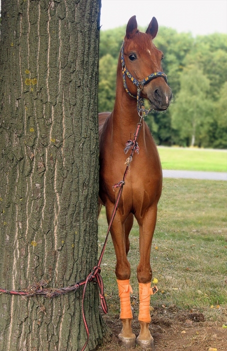 Lassen Sie mich auf dem Podium zu gehen!