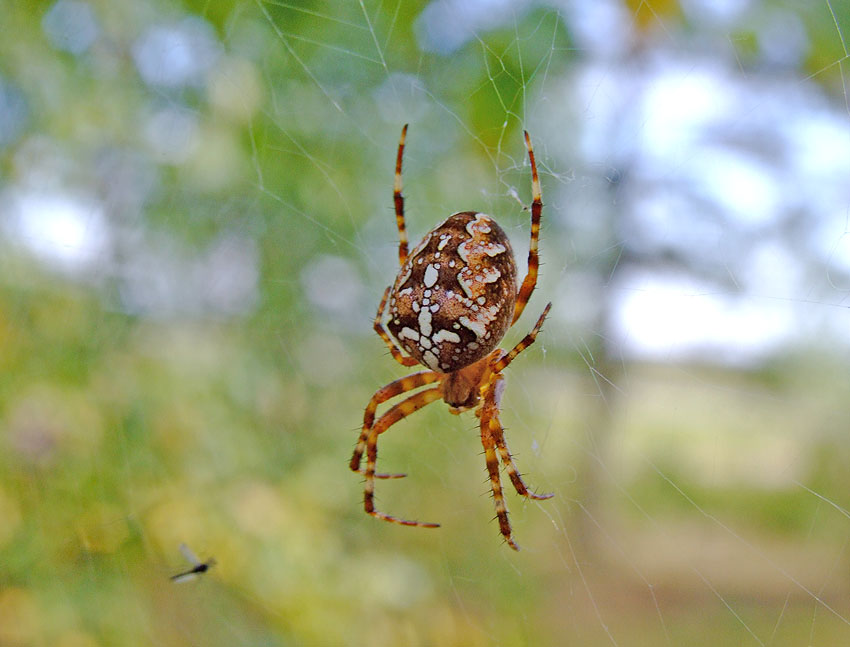 Auf der Welt, und der Tod ist rot