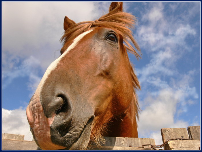 Wolken, Weißsträhnes Pferde ...)