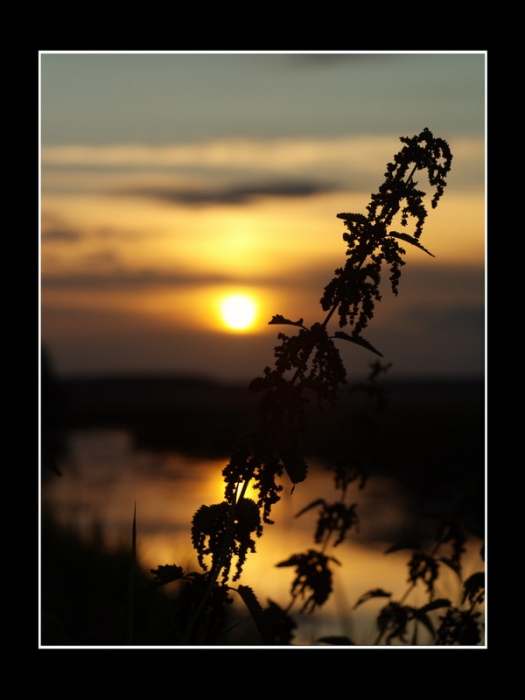 Heimat Kandrata Krapivy