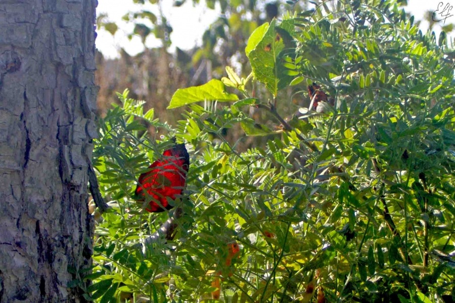 Harbinger des Herbstes