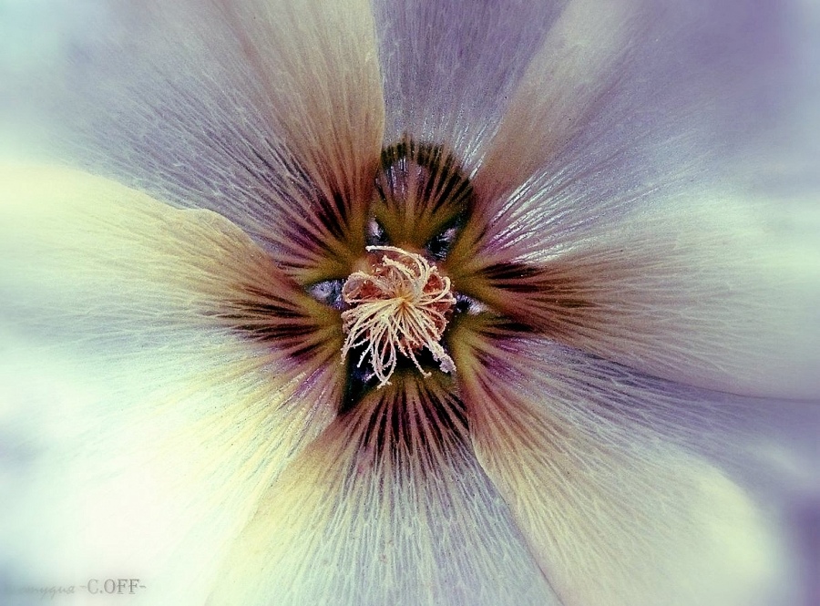 Izschvraschennaya florofiliya Teil 1