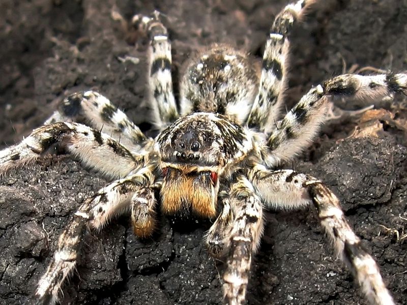 "Schön, attraktives Gesicht"