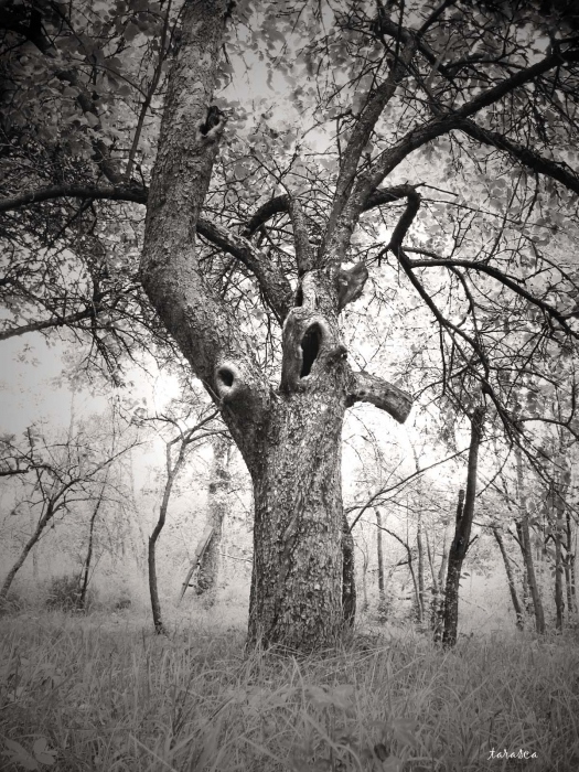 * Nightmare Carlo Collodi *