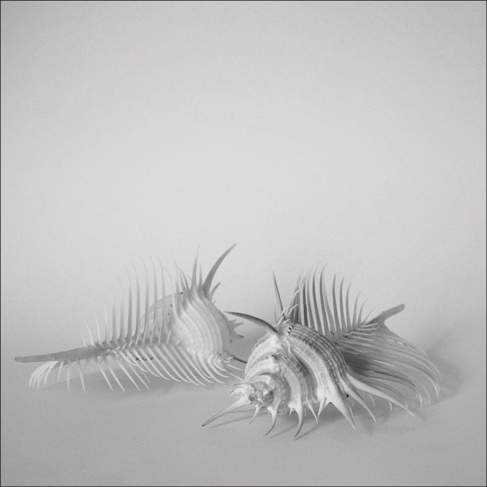 Still Life. etwa Weiß auf Weiß