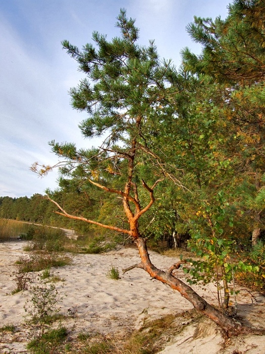 Lassen Sie mich zum Wasser gehen!