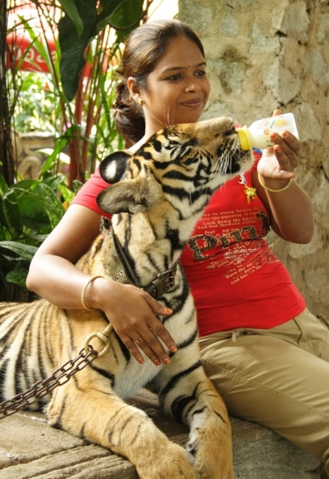 Kätzchen lieben Milch