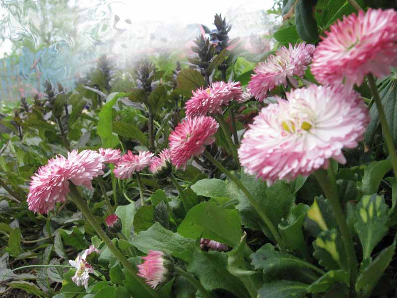 Morning Gänseblümchen