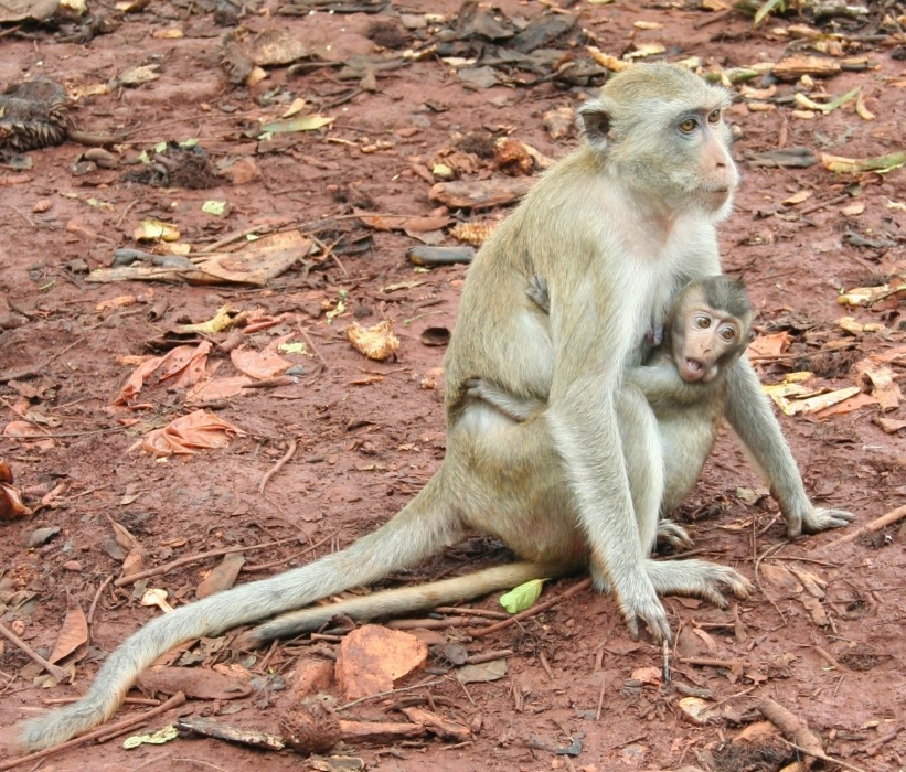 Mama, Mama zu sehen ...