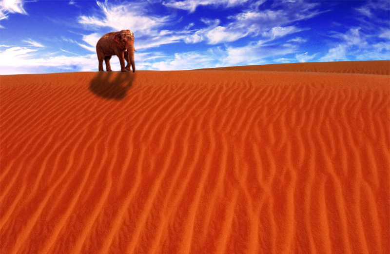 Über das Fehlen jeglicher Sinn, und der rote Elefant