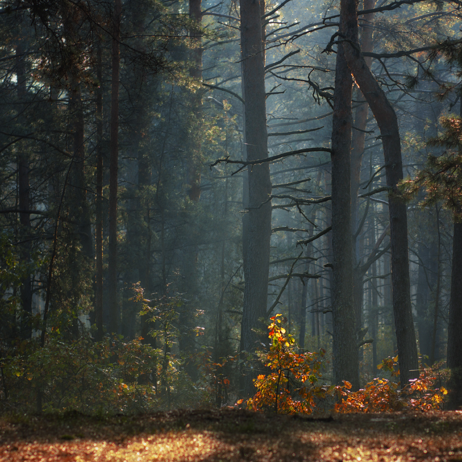 Morgen in den herbstlichen Wald 2