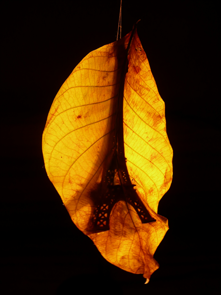 Autumn in Paris