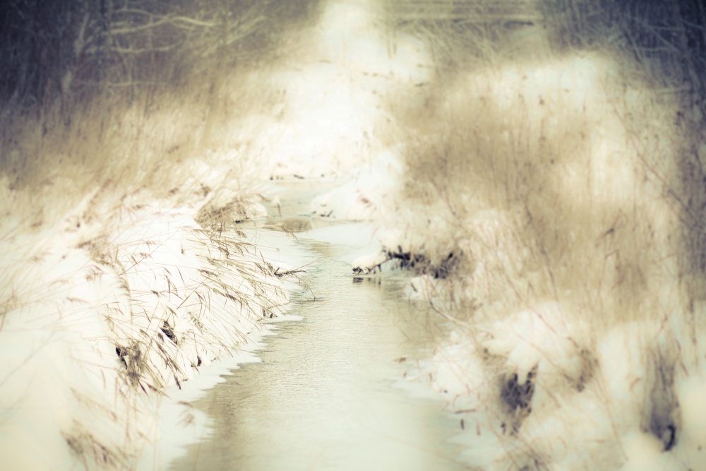 Stream in den geschützten Wald.