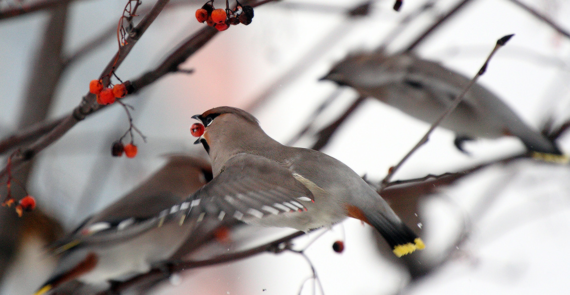 Kämpfer der Früchte
