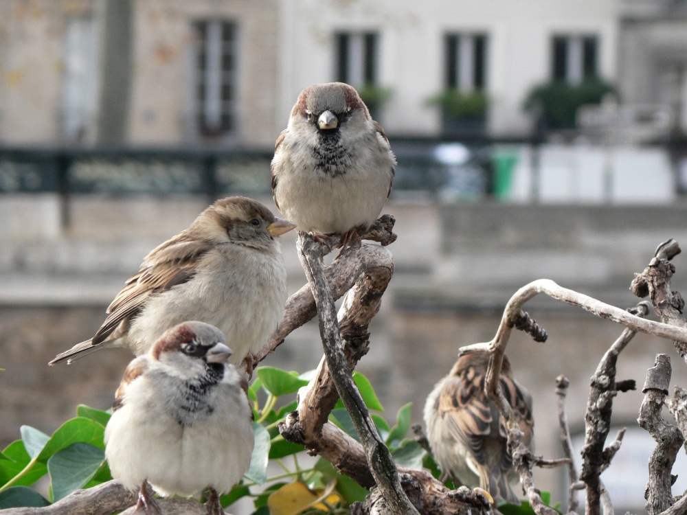 Die Gastgeber der Straßen von Paris