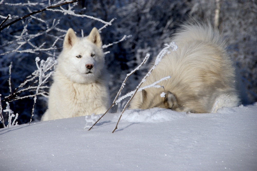 Meisterklasse myshkovaniyu!