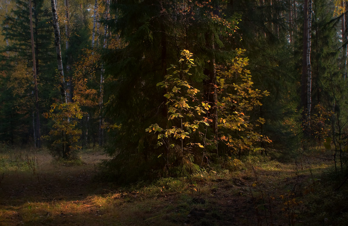 Ein wenig Sturz des ehemaligen