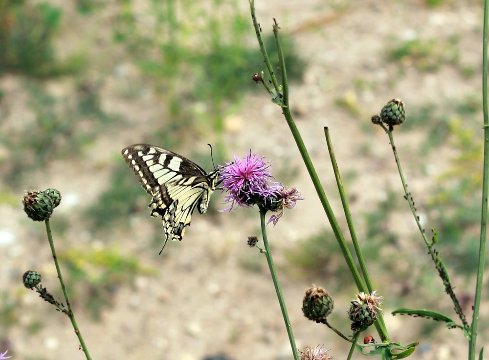 Papilio machaon