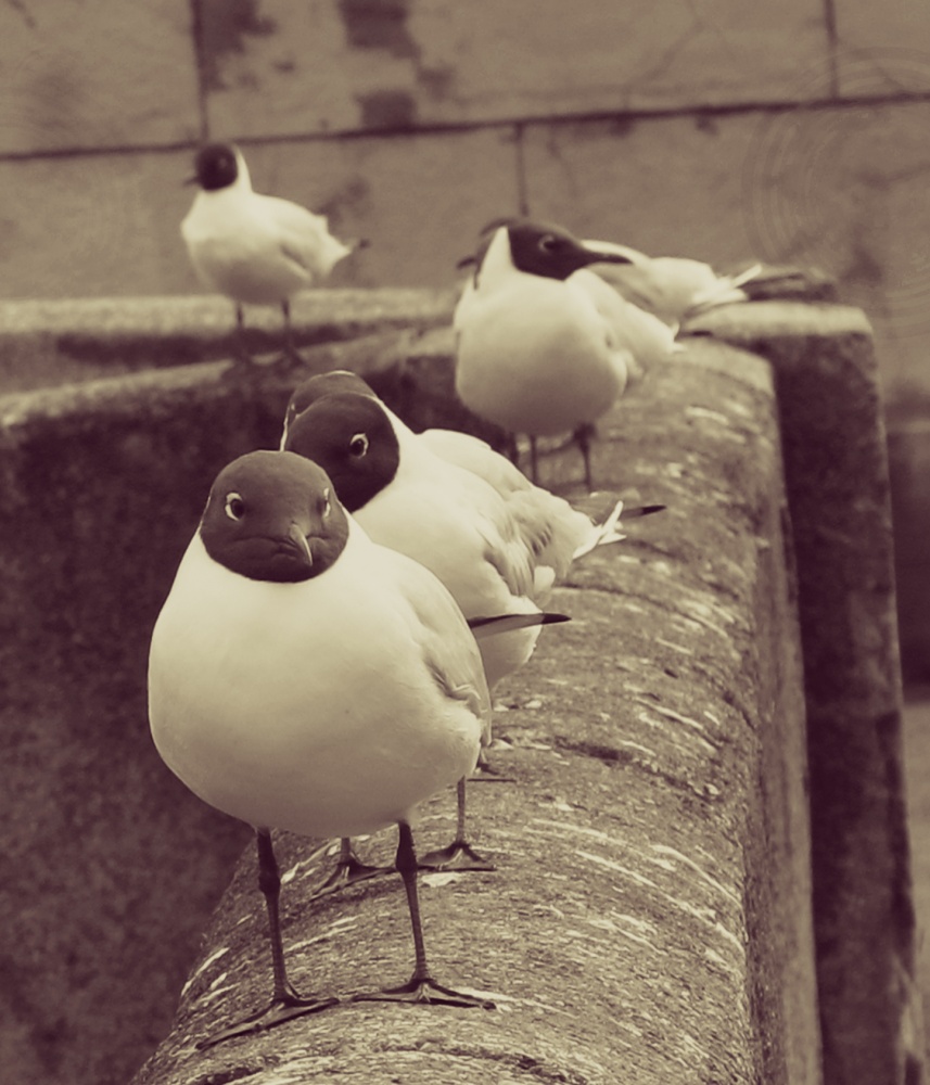 Seagulls