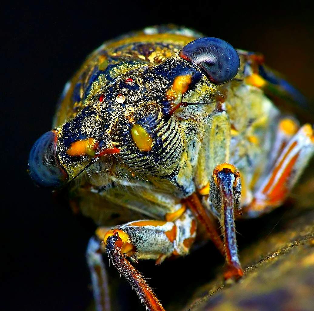 Dämon der Finsternis