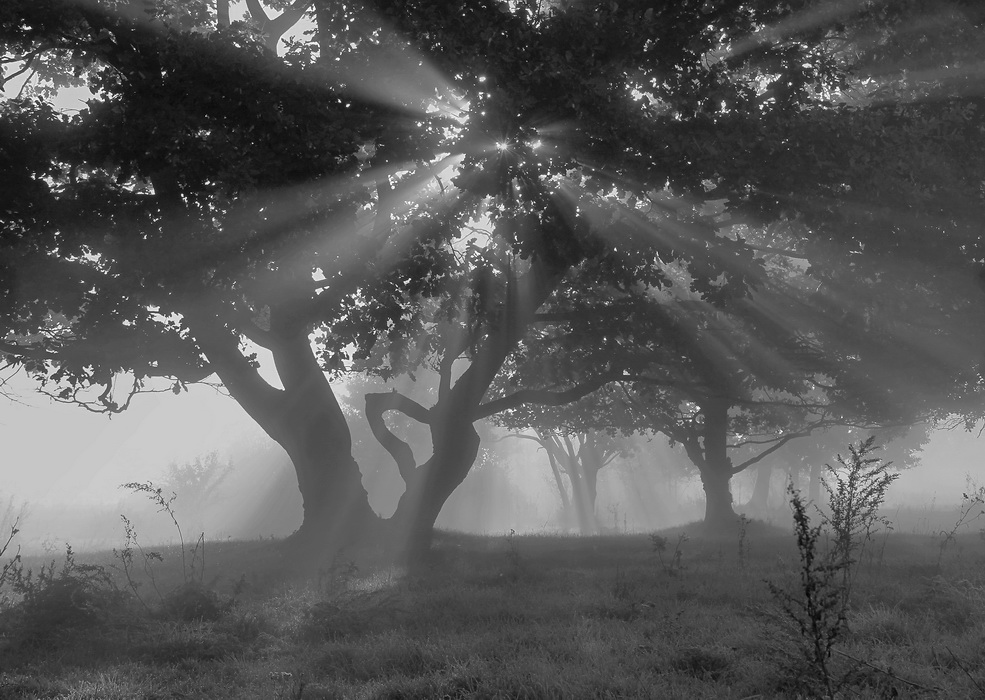 In den dichten Nebel