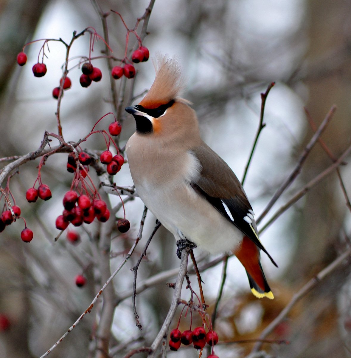 So groß wie das Leben