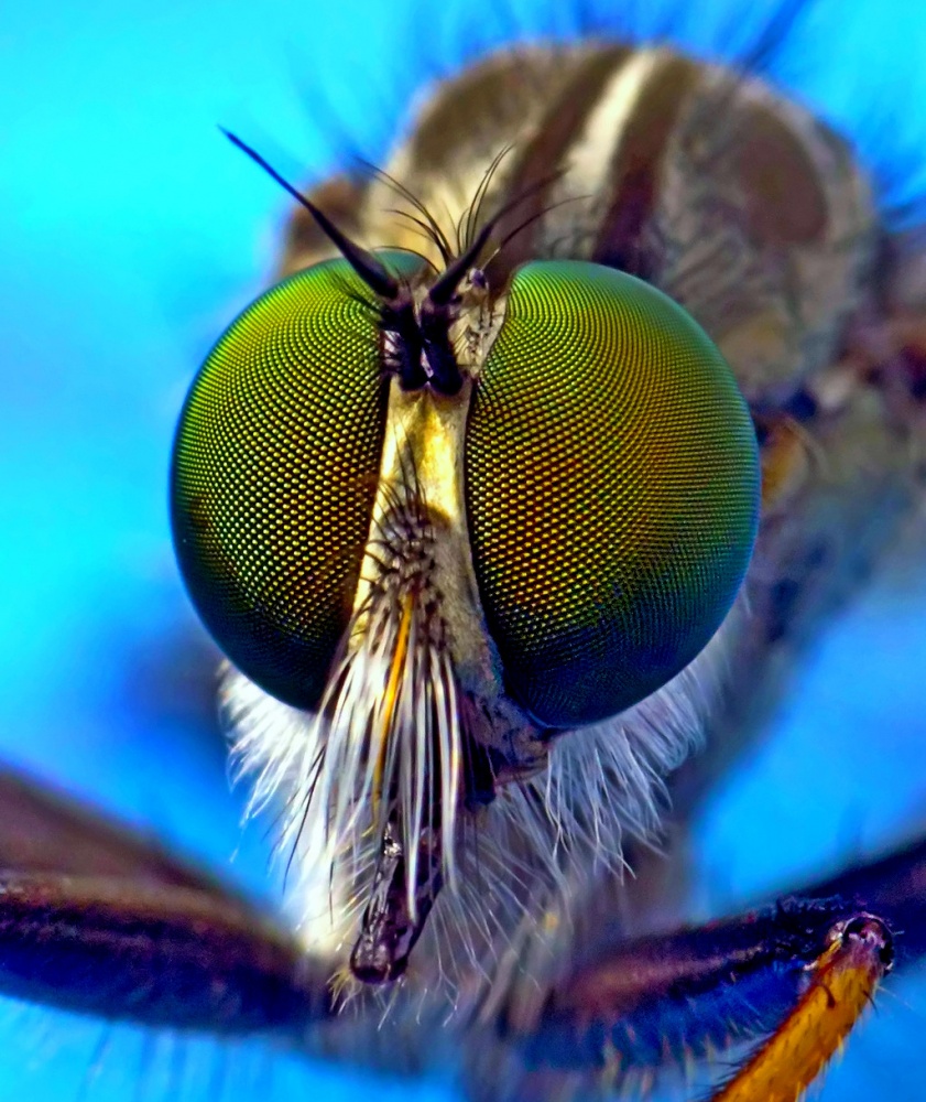 Grüne Augen predator