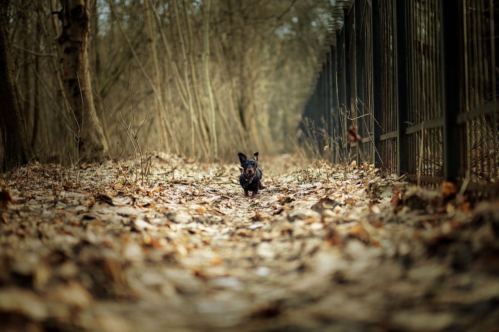 Meine Lieblings-wolfhound)