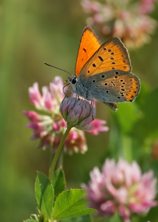 Tscherwonez ungepaarten