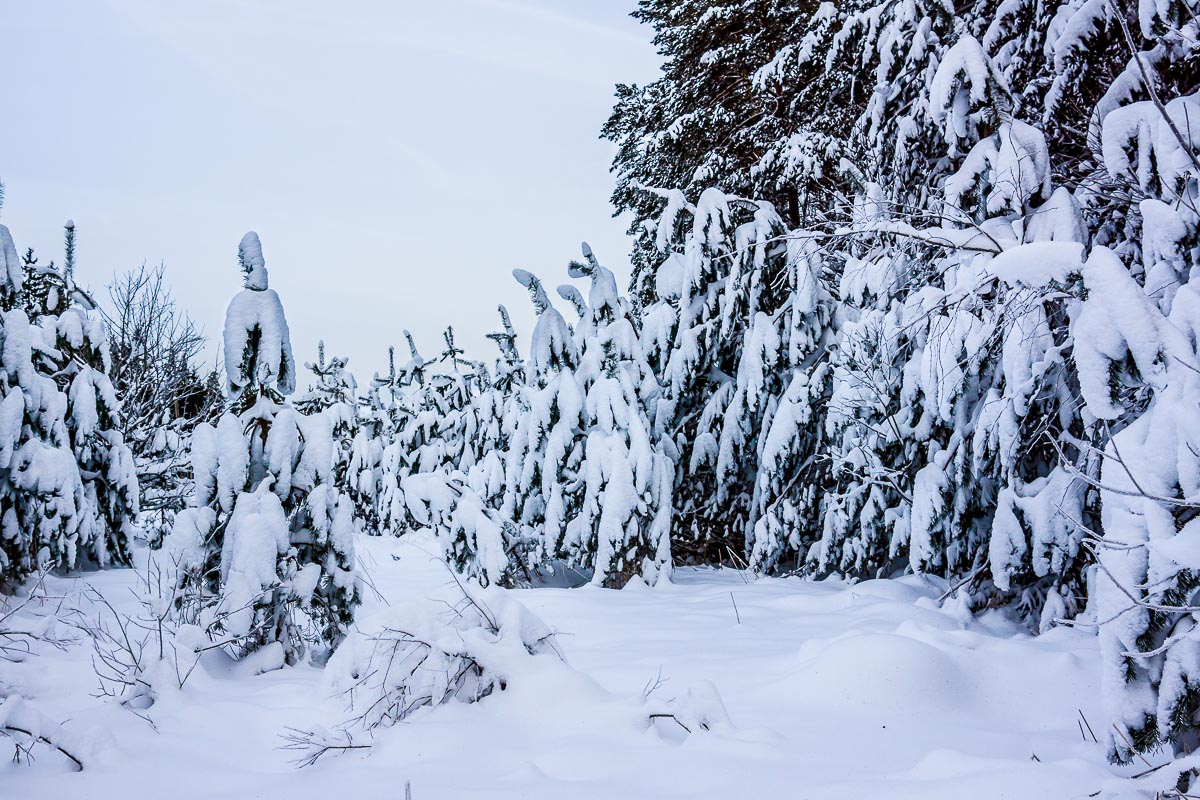 Das neue Jahr, verbarg alle Bäume
