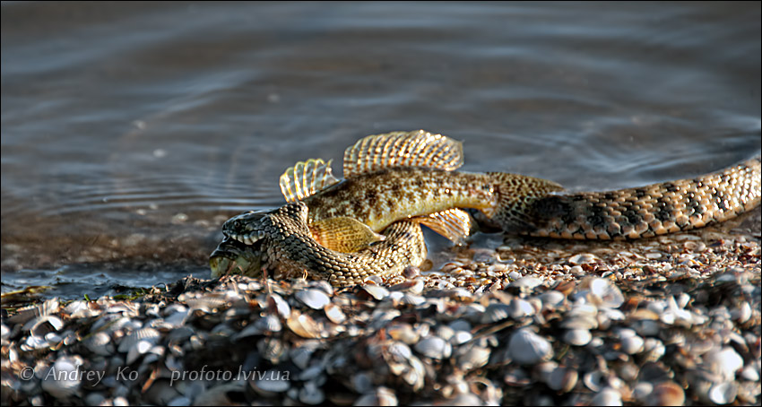In den Armen von ...