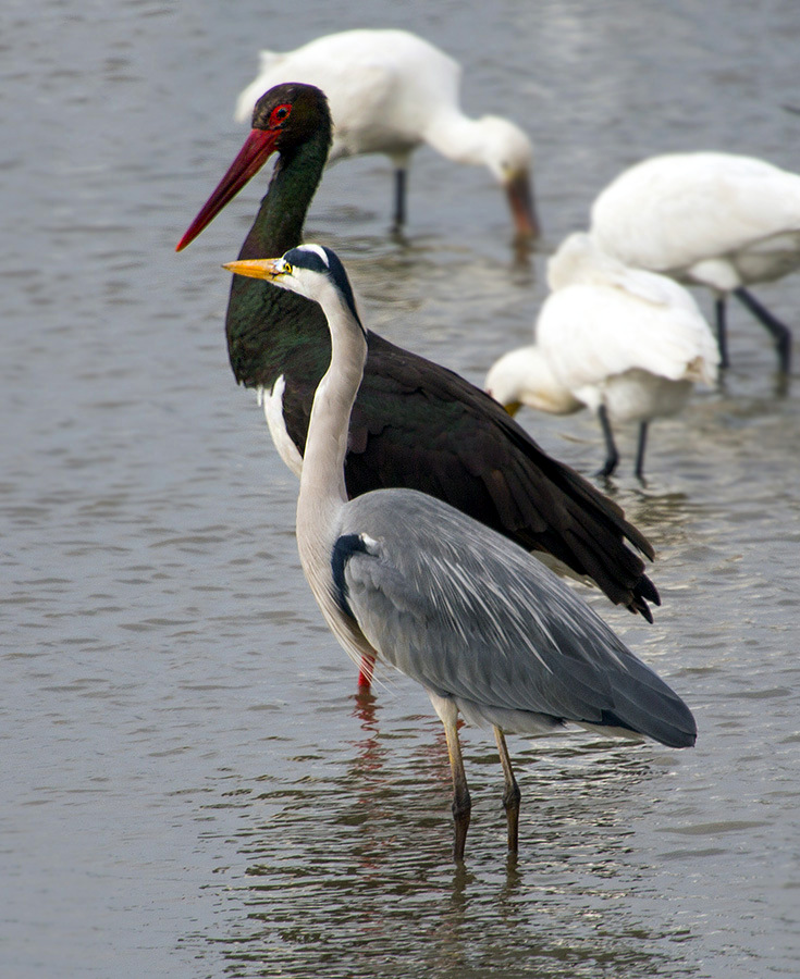 Sitzung am überwinternden