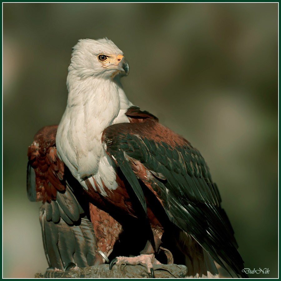 Über den Vögeln! ...