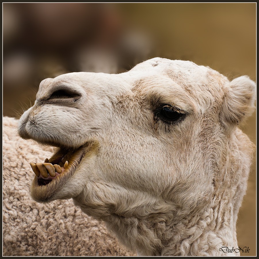 Улыбочку!........    сняли!.....