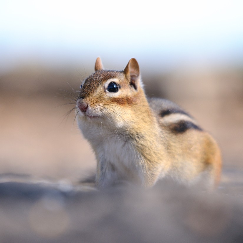 Chipmunk