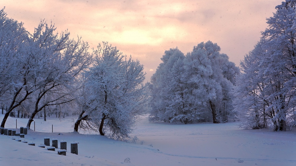 COLOUR Morgen lila ..