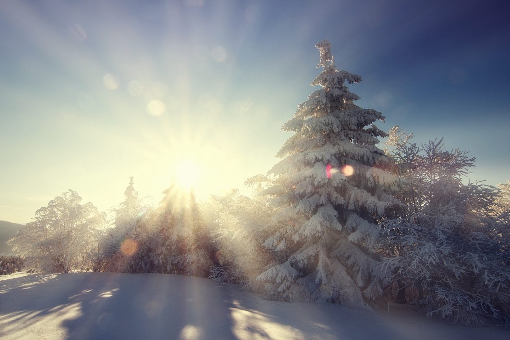 Zaitsev visokoverhni)