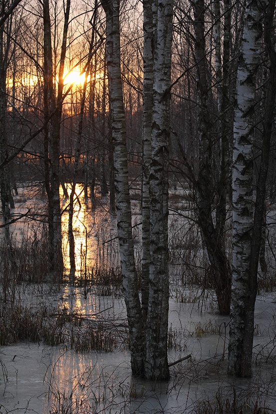 Strand gefrorene Birke