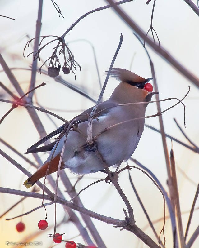 Waxwing