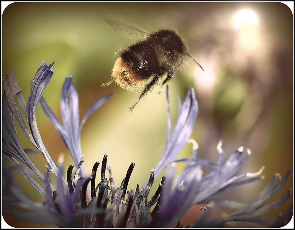 Die Geschichte einer Flucht