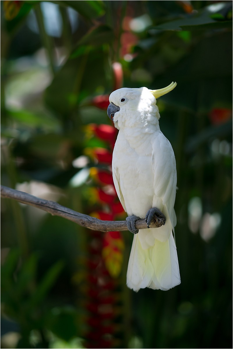 Cacatua galerita