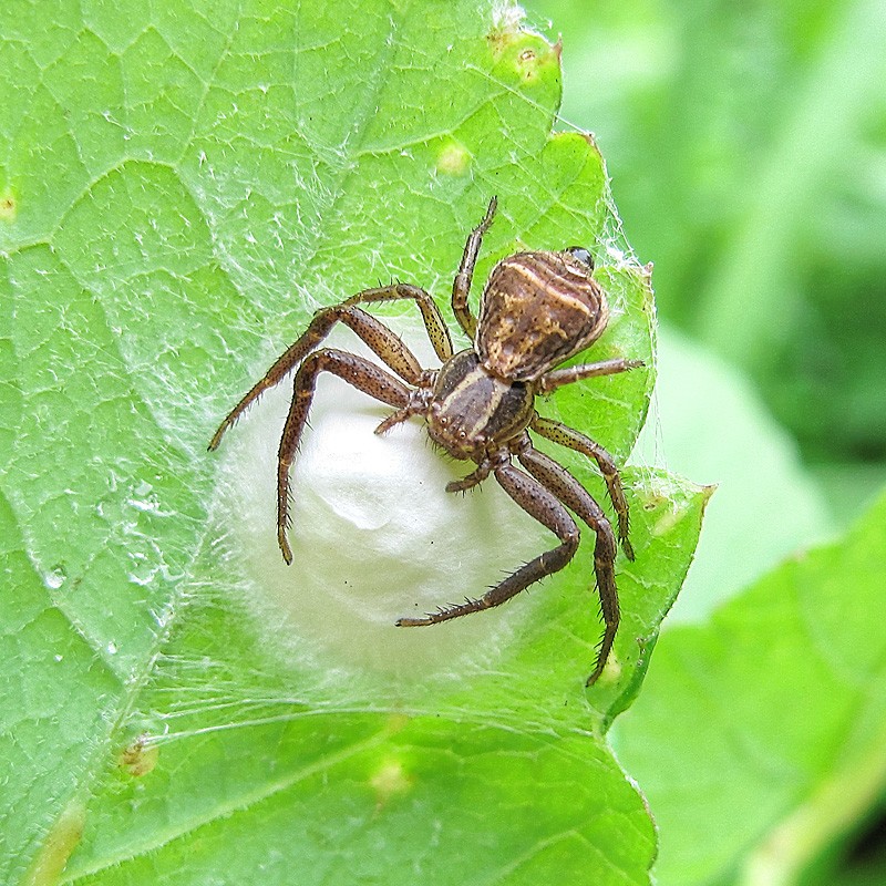 Guarding das Nest ...