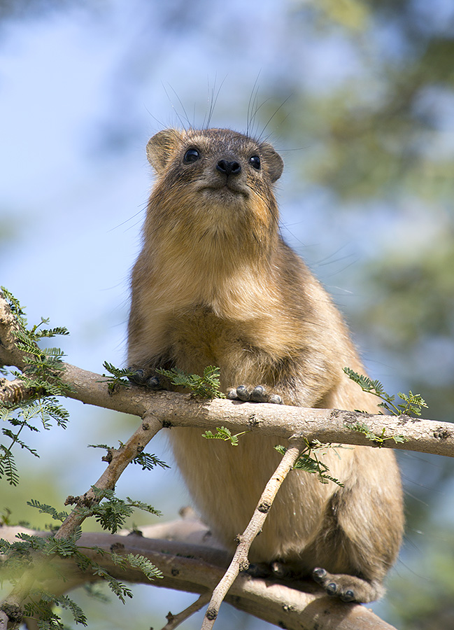 Cape Hyrax